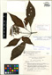 Arachnothryx tuxtlensis